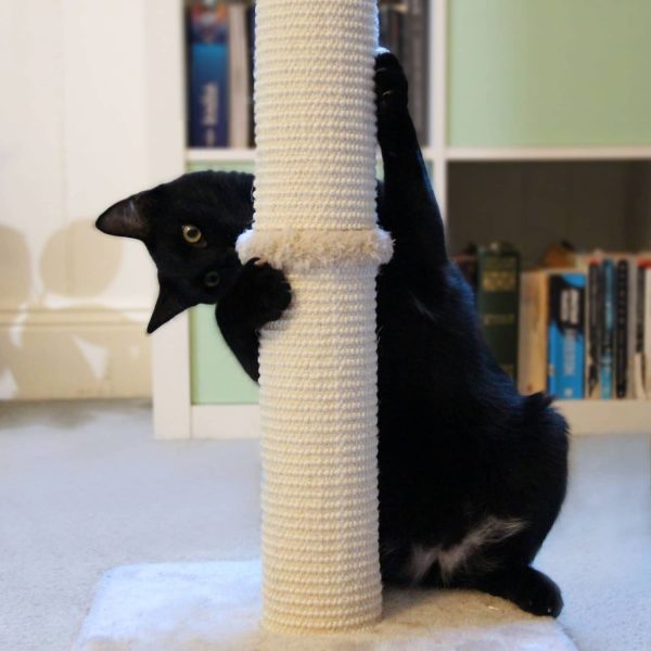 Cat playing with scratching post