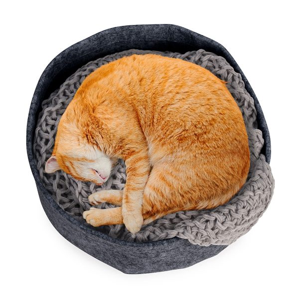 Orange cat sleeping in round felt bed