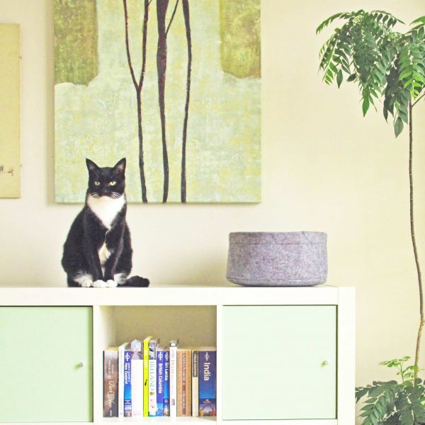 Cat sitting on bookshelf next to round cat bed