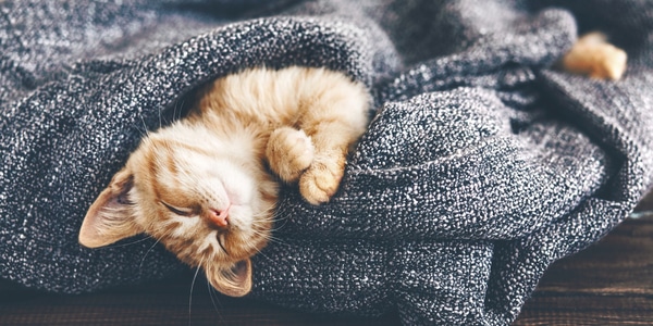 Ginger kitten sleeping on blanket