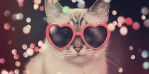 Festive cat in sunglasses