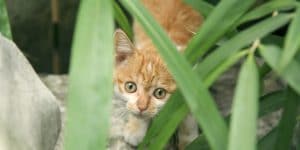 Scared orange kitten hiding in grass