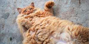 Orange fluffy cat with it's belly up