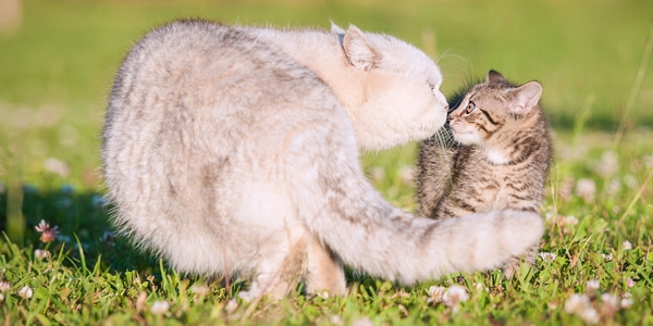 Fluffy cat sniffs kitten