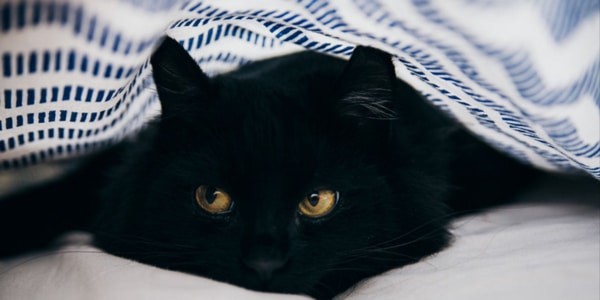 Black cat under blanket